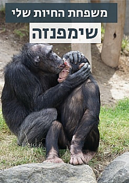 צפייה בסרט המלא - משפחת החיות שלי - שימפנזה