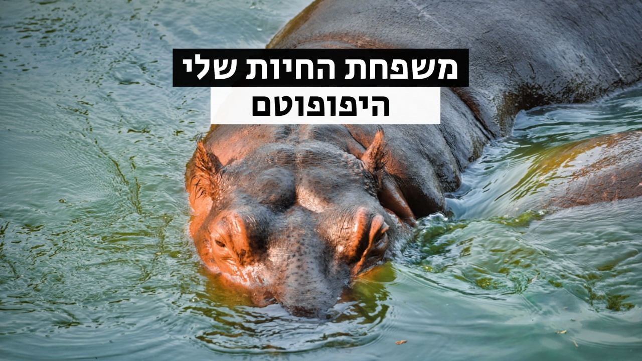 צפייה בסרט המלא משפחת החיות שלי - היפופוטם - צפייה בטריילר