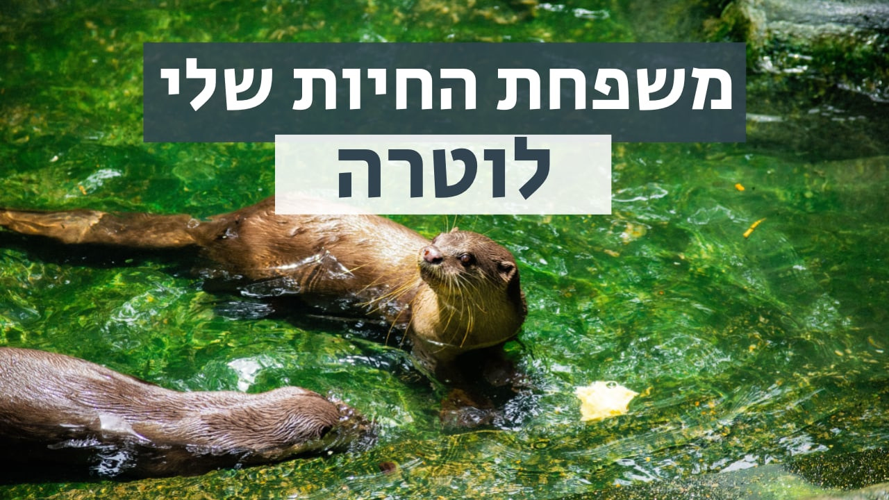 צפייה בסרט המלא משפחת החיות שלי - לוטרה - צפייה בטריילר