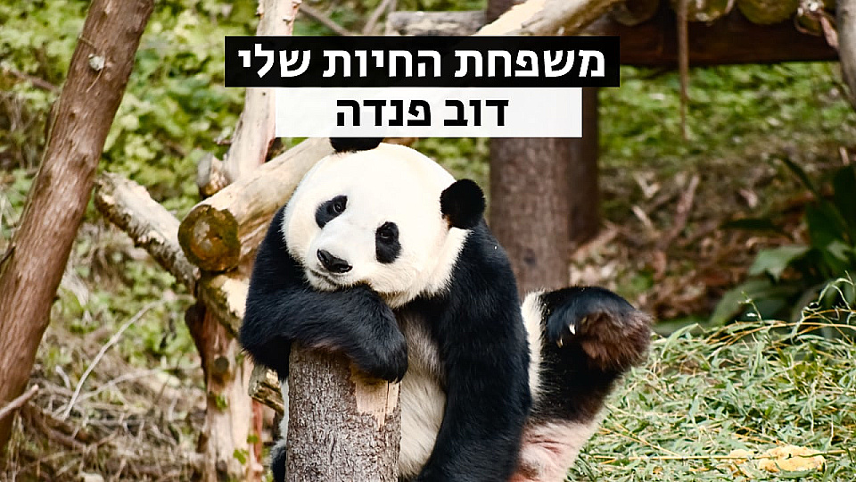 צפייה בסרט המלא משפחת החיות שלי - פנדה - צפייה בטריילר