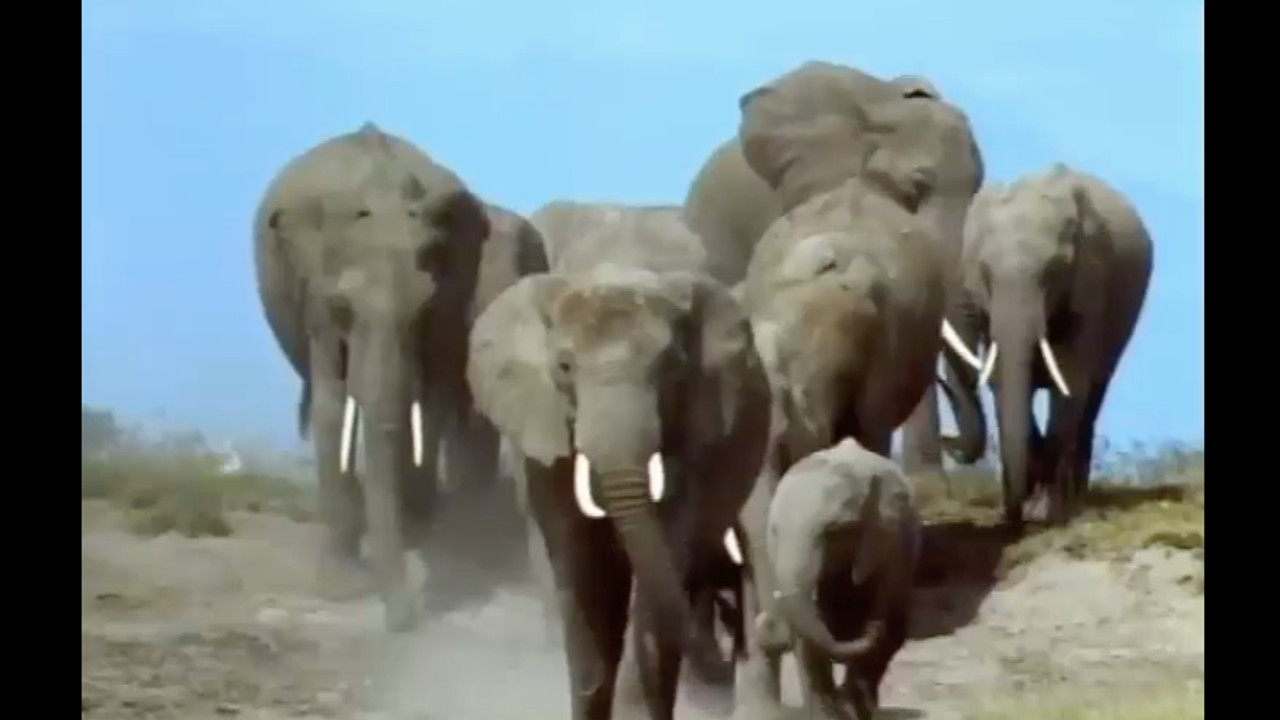 צפייה בסרט המלא - משפחת החיות שלי - אורנגאוטן - לצפיה בטריילר